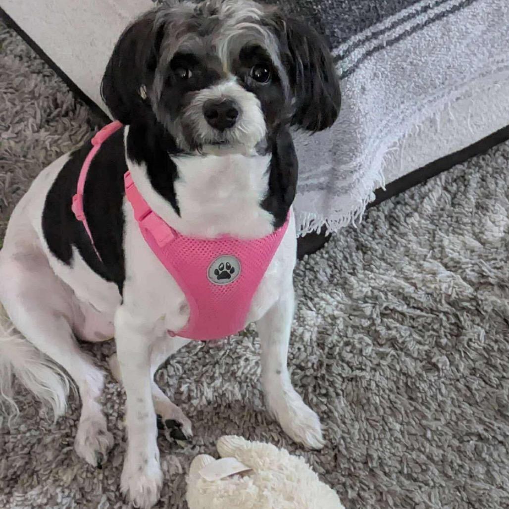 Enlarge Domino, a Adoptable mixed breed in Las Vegas, NV image 4/6