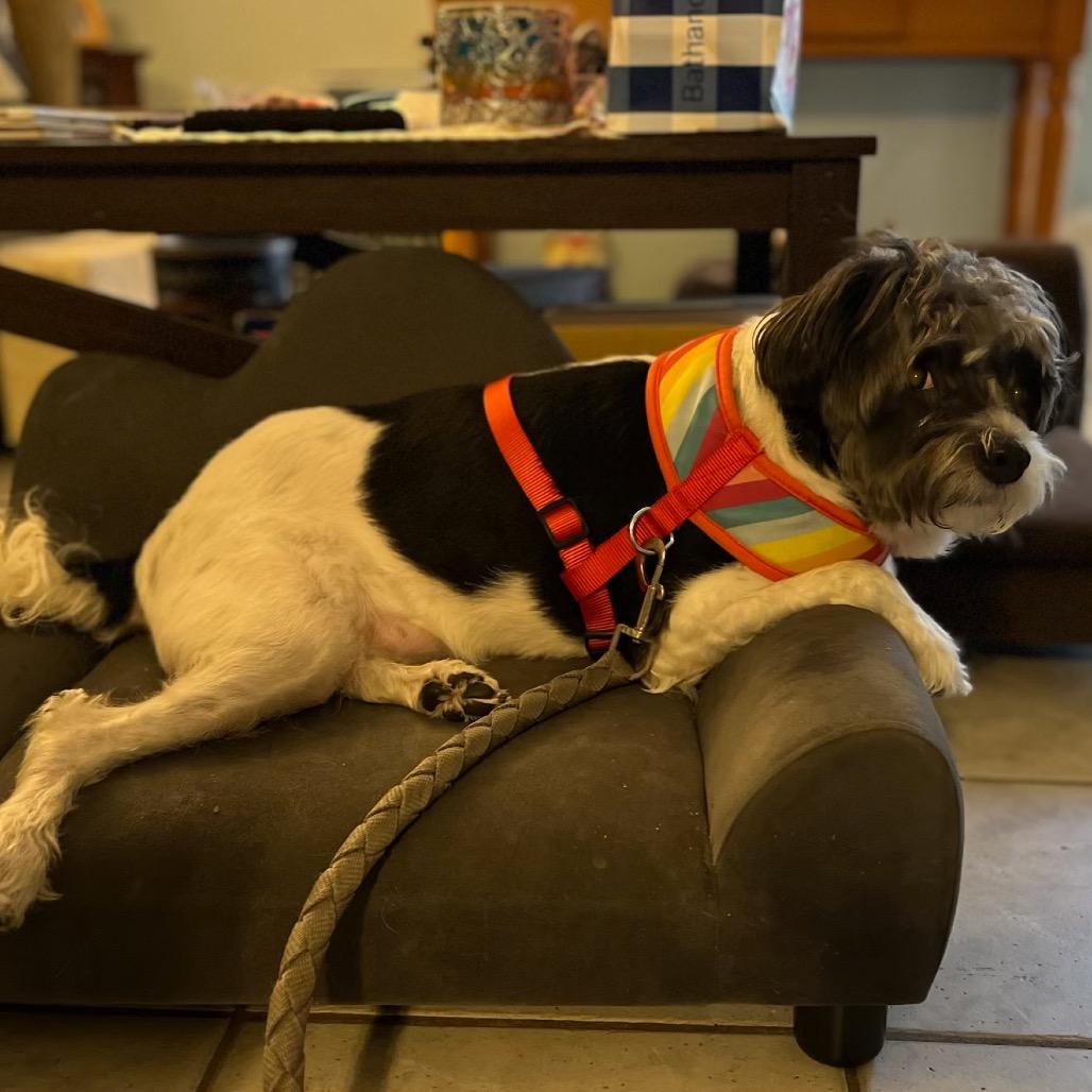 Enlarge Domino, a Adoptable mixed breed in Las Vegas, NV image 5/6