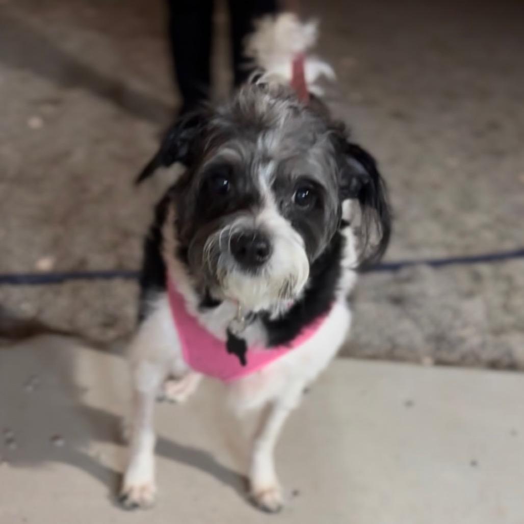 Enlarge Domino, a Adoptable mixed breed in Las Vegas, NV image 6/6