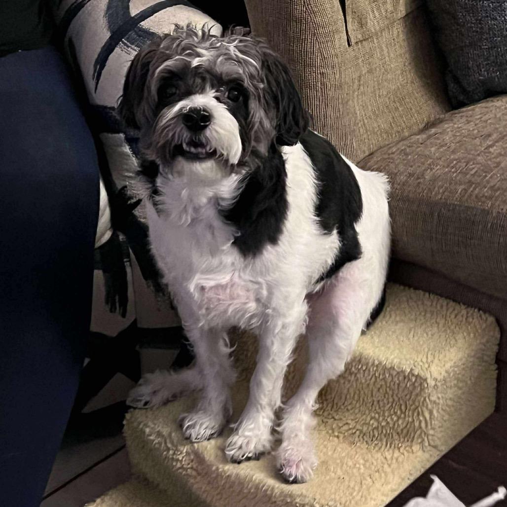 Enlarge Domino, a Adoptable mixed breed in Las Vegas, NV image 6/6