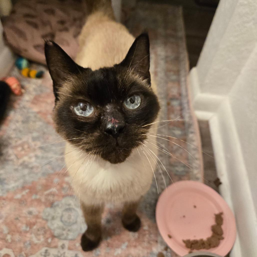 Ms. Magnolia, a Adoptable Siamese in Titusville, FL image 1/4