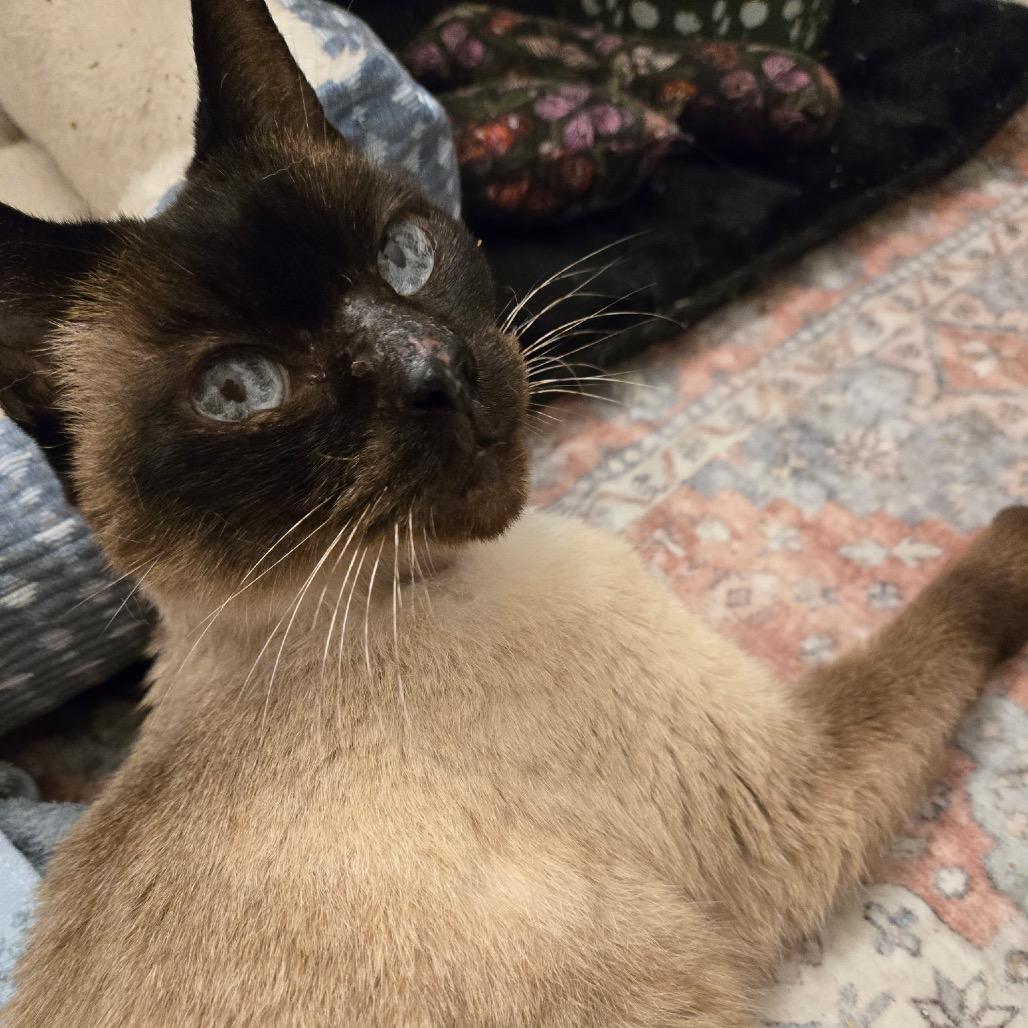 Ms. Magnolia, a Adoptable Siamese in Titusville, FL image 2/4