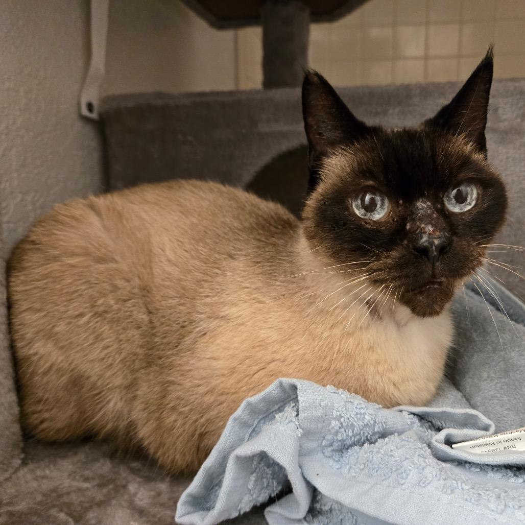 Ms. Magnolia, a Adoptable Siamese in Titusville, FL image 3/4
