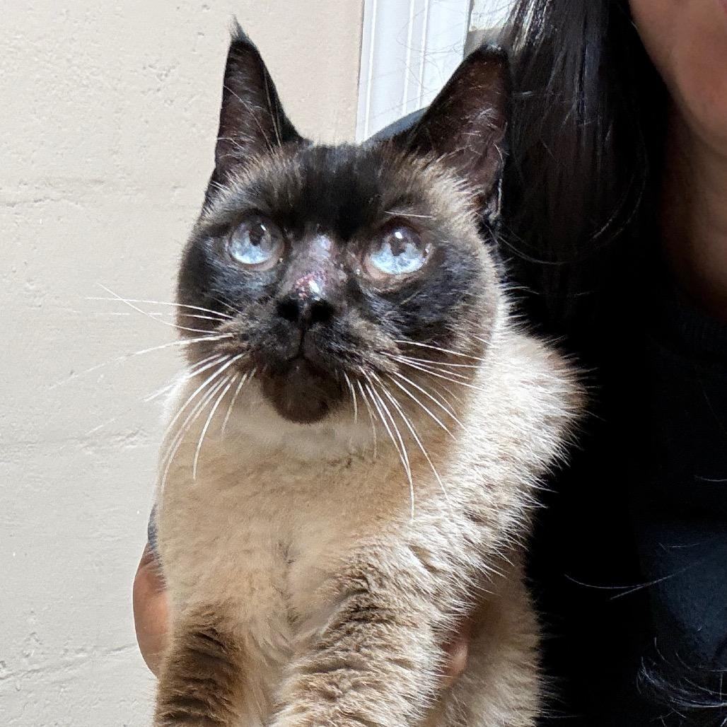 Ms. Magnolia, a Adoptable Siamese in Titusville, FL image 4/4