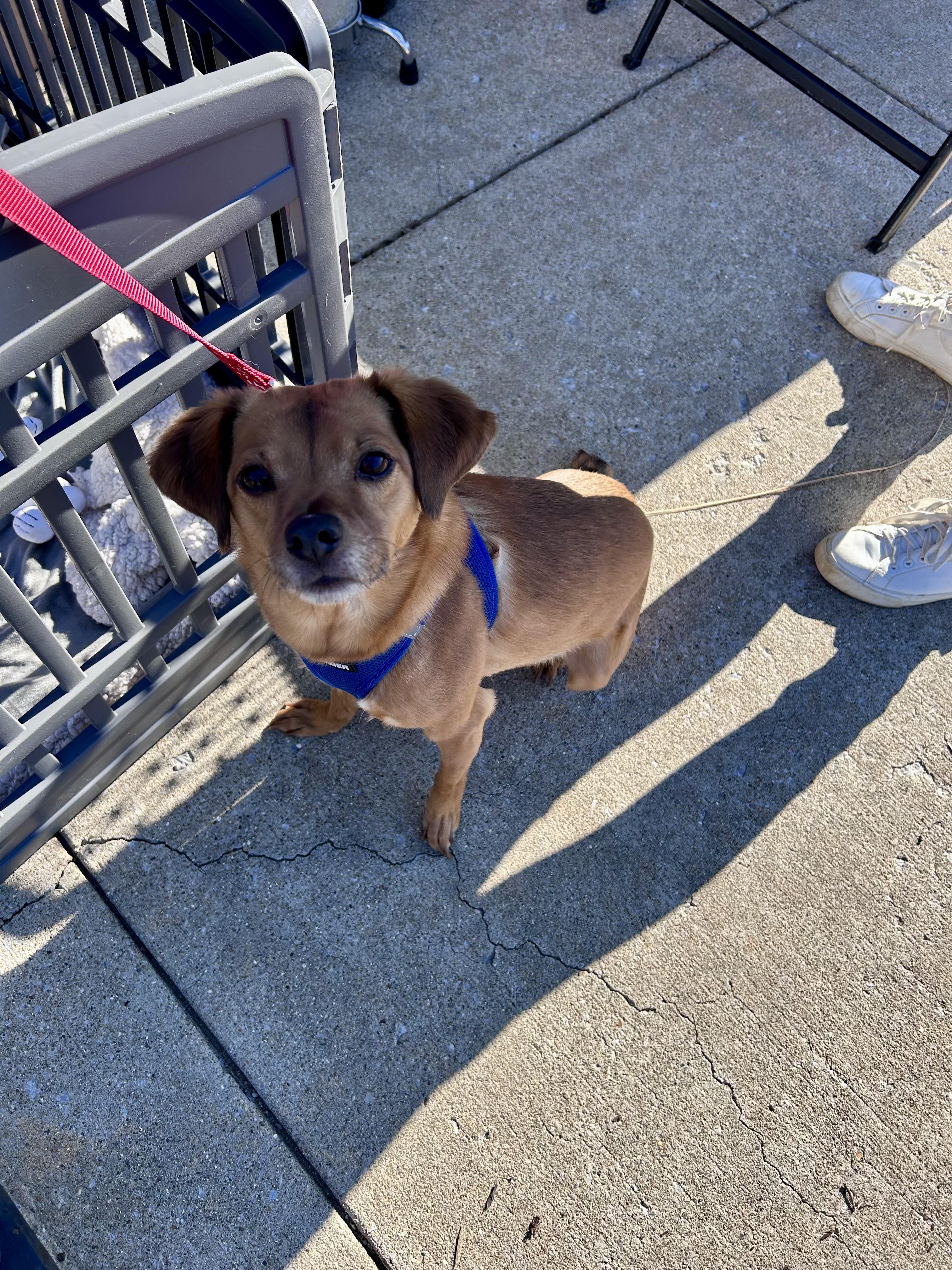 Dany, Adoptable, Adult Female Beagle.