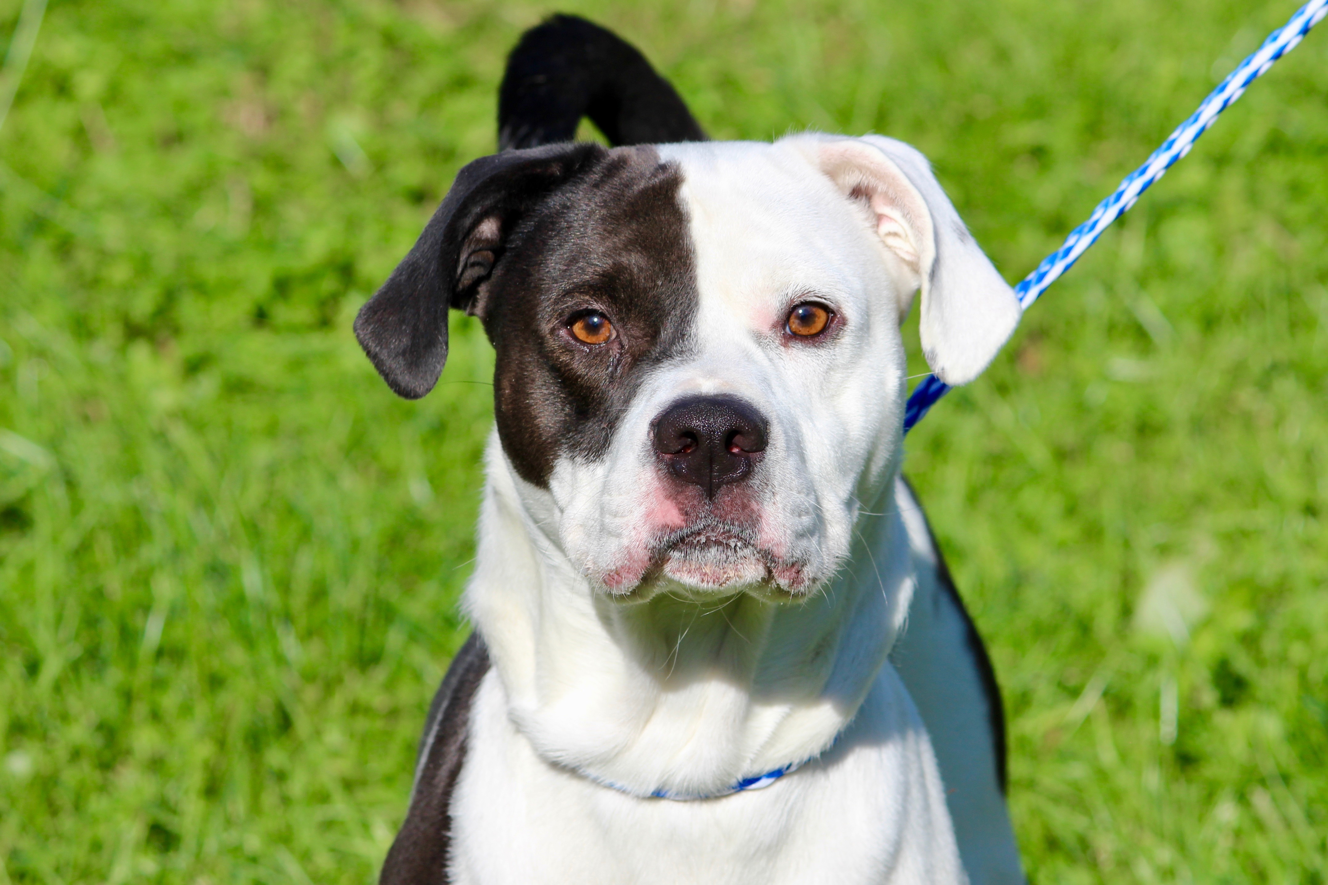 TYSON, a Adoptable mixed breed in Brazil, IN image 1/12