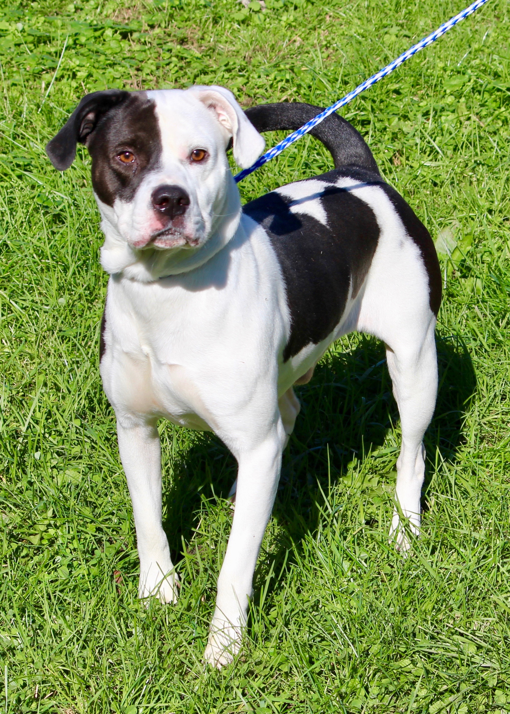 TYSON, a Adoptable mixed breed in Brazil, IN image 3/12