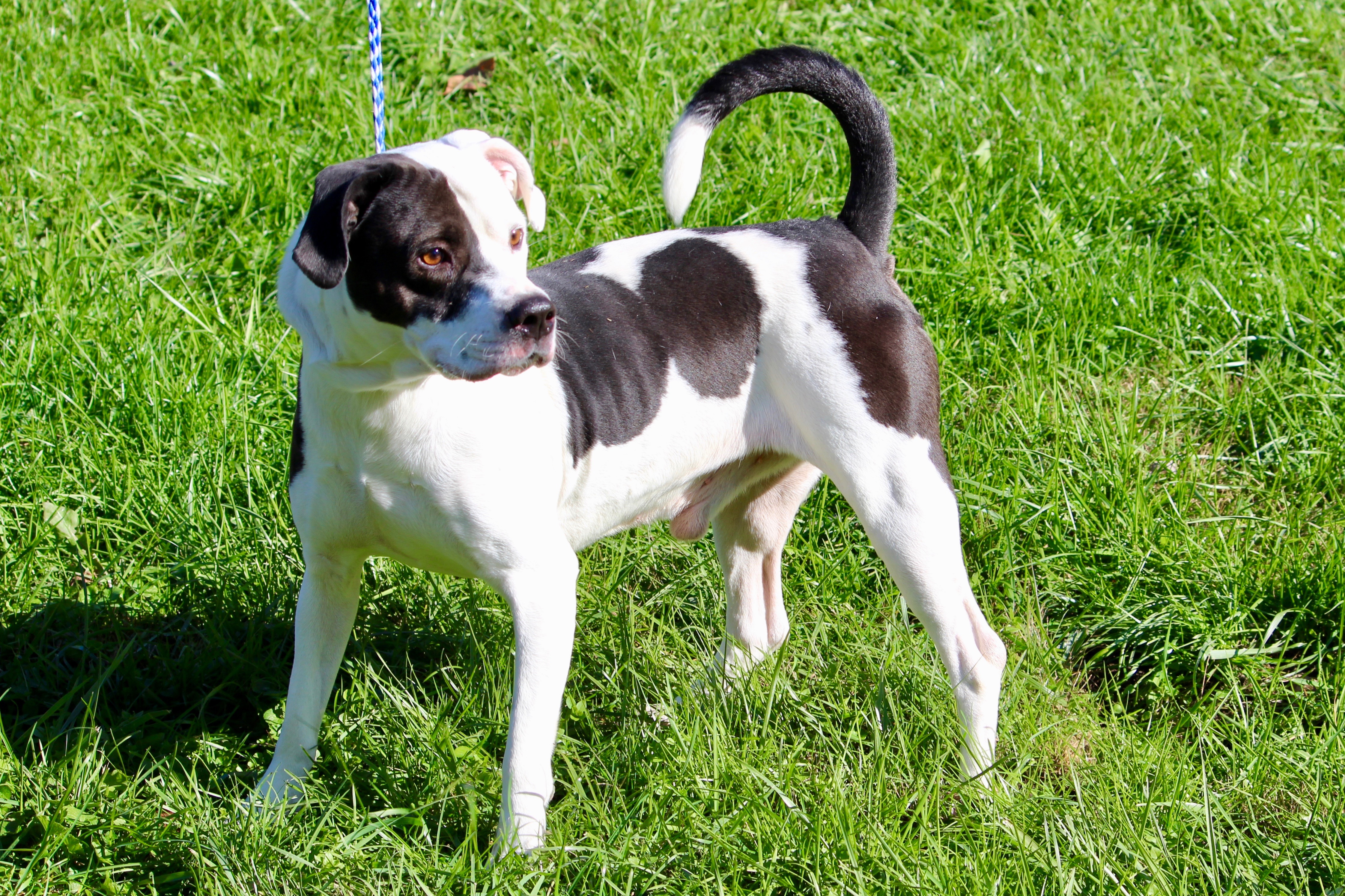 TYSON, a Adoptable mixed breed in Brazil, IN image 4/12