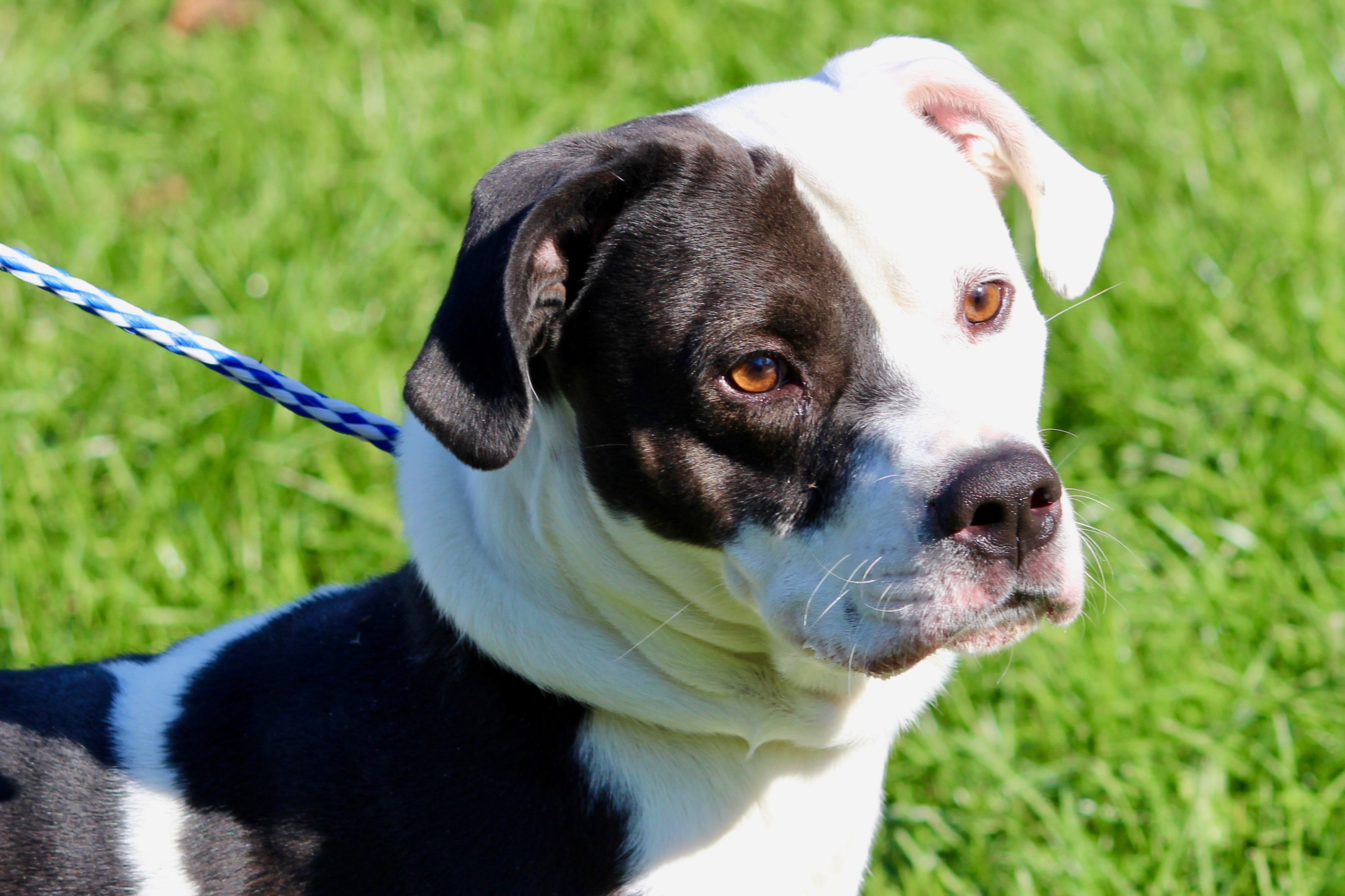TYSON, a Adoptable mixed breed in Brazil, IN image 5/12