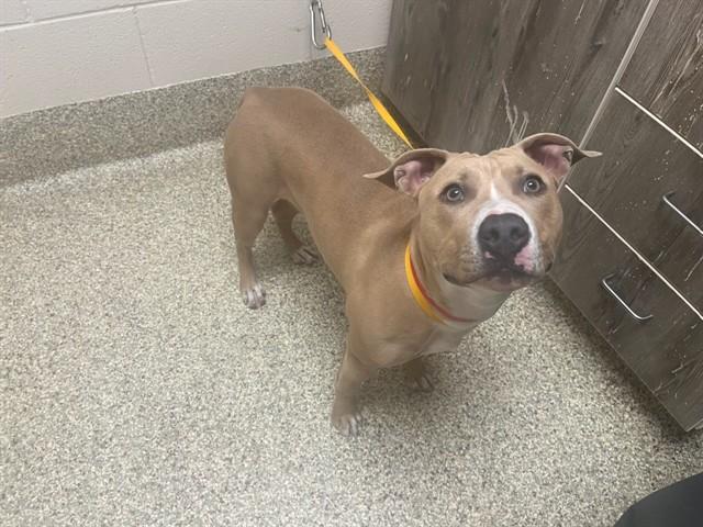 MISSY ELLIOT, Adoptable, Young Female Pit Bull Terrier & Mixed Breed.