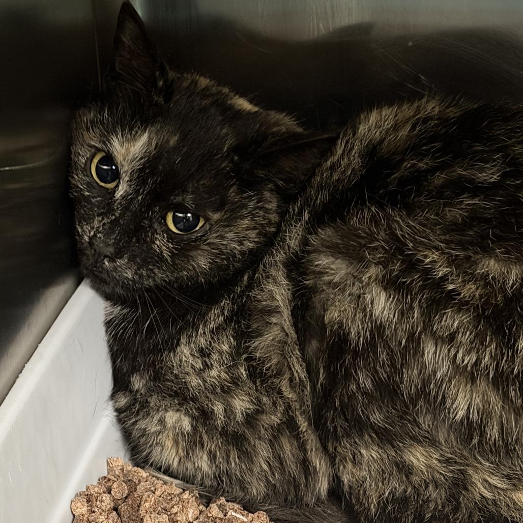 Enlarge Reba, a Adoptable Domestic Short Hair in Marion, VA image 1/1