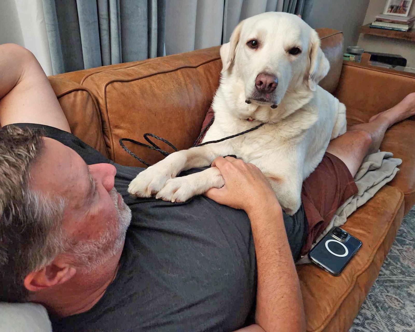 Sunny, Adoptable, Senior Female Anatolian Shepherd & Great Pyrenees.