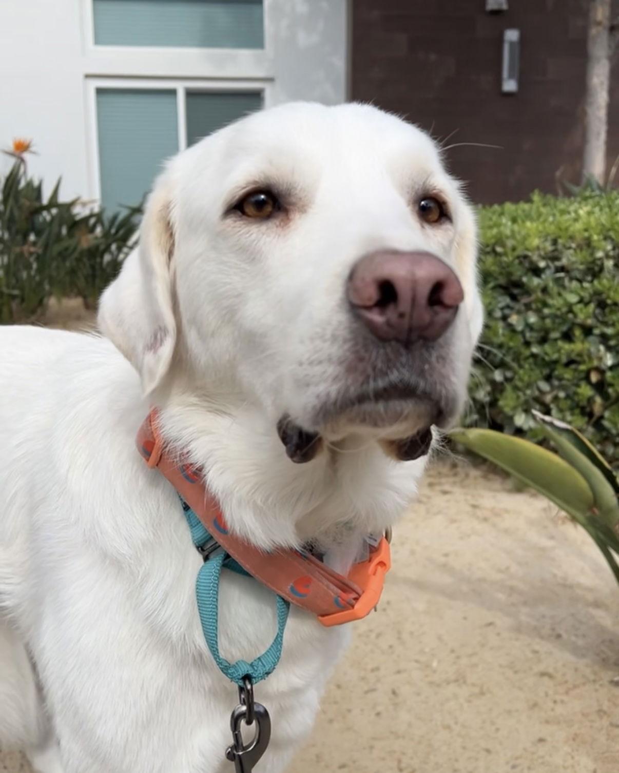 Sunny, a Adoptable mixed breed in Corona, CA image 2/3