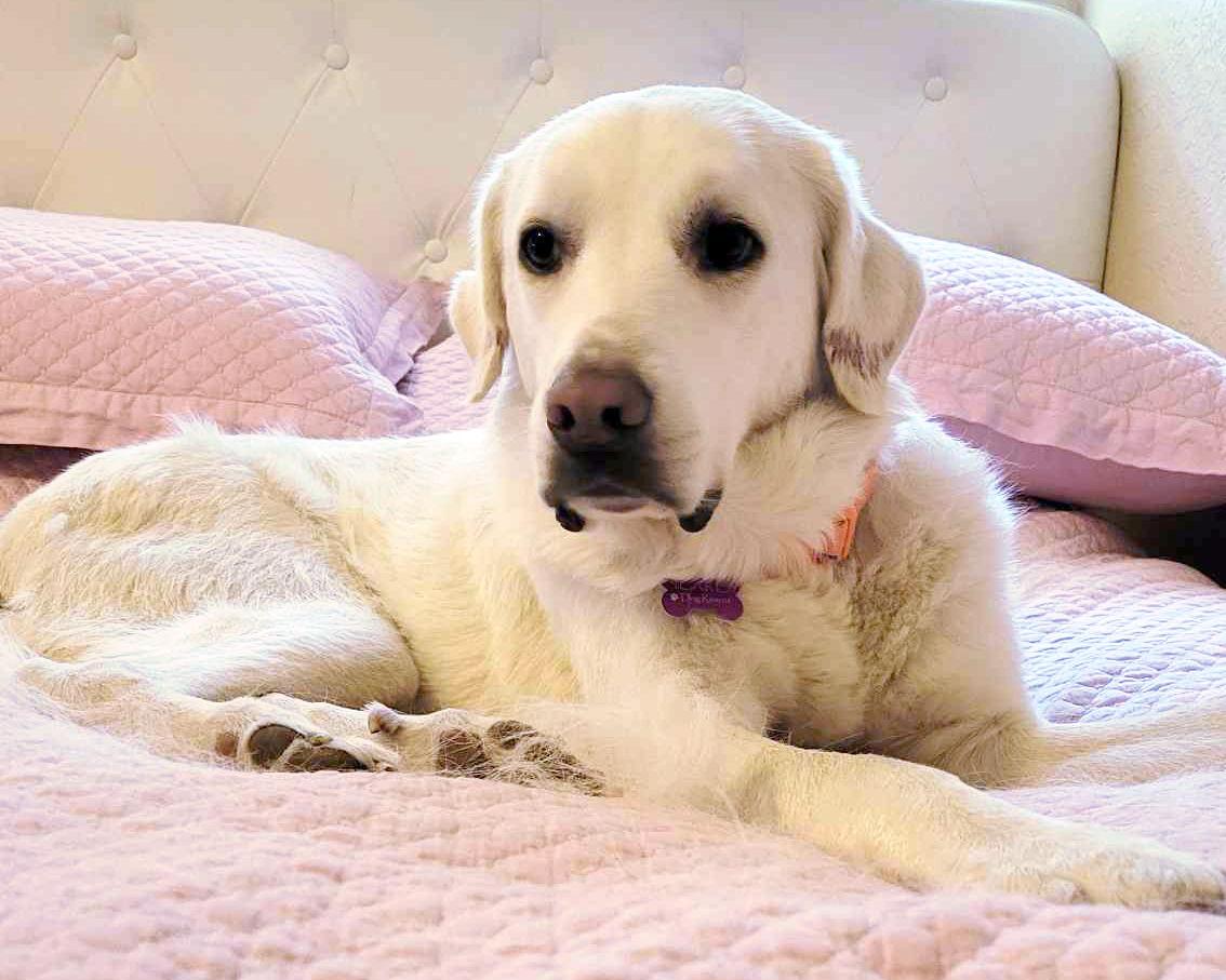 Sunny, a Adoptable mixed breed in Corona, CA image 3/3