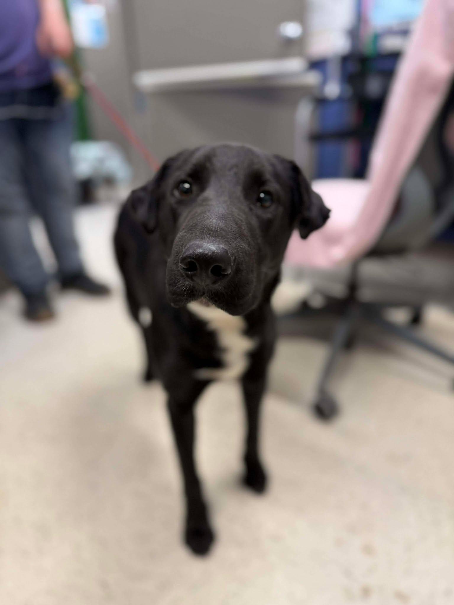 Enlarge Blitzen ~ Fully Sponsored, a ADOPTABLE Mixed Breed in Leitchfield, KY image 1/2