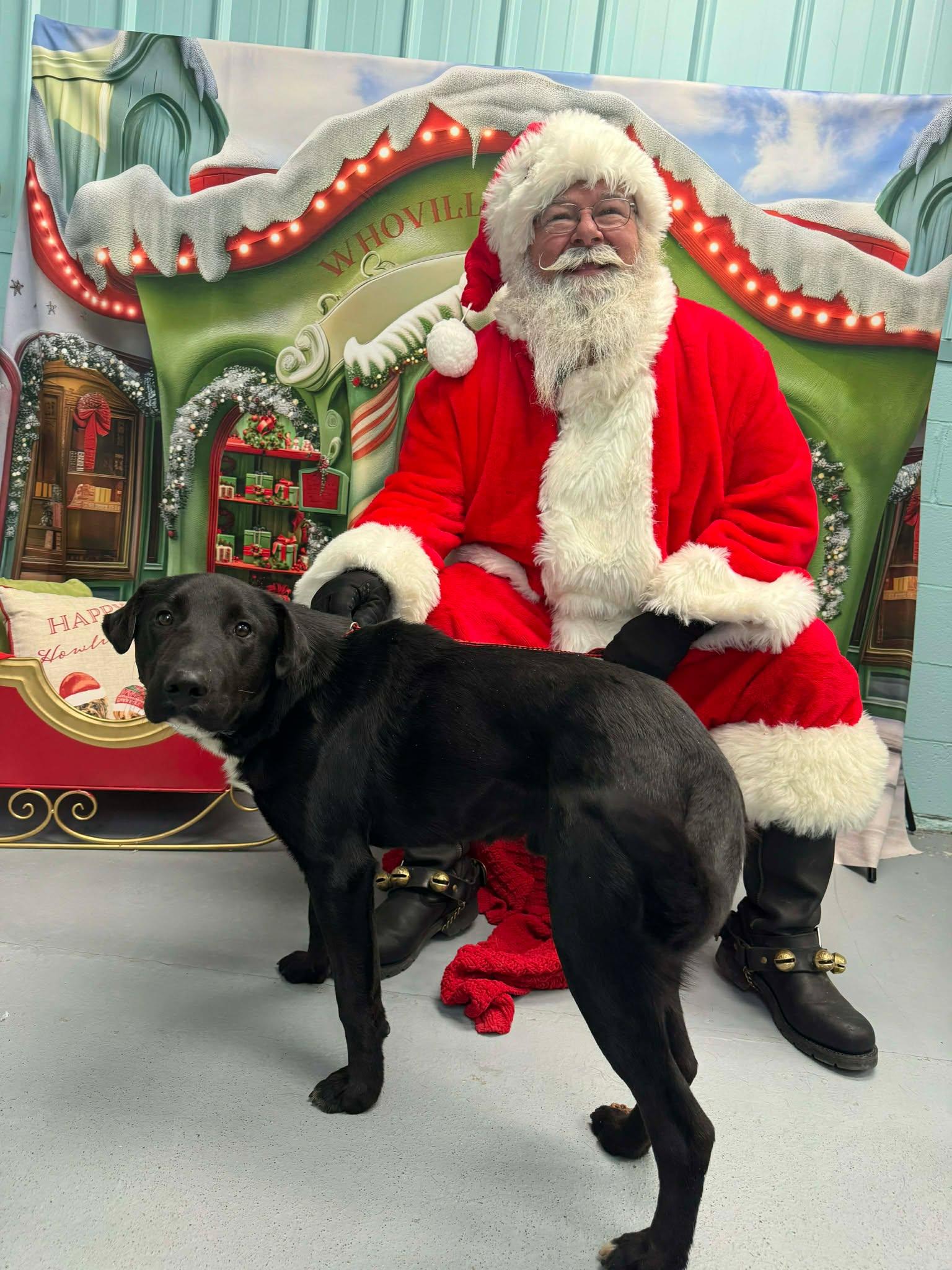 Enlarge Blitzen ~ Fully Sponsored, a ADOPTABLE Mixed Breed in Leitchfield, KY image 2/2