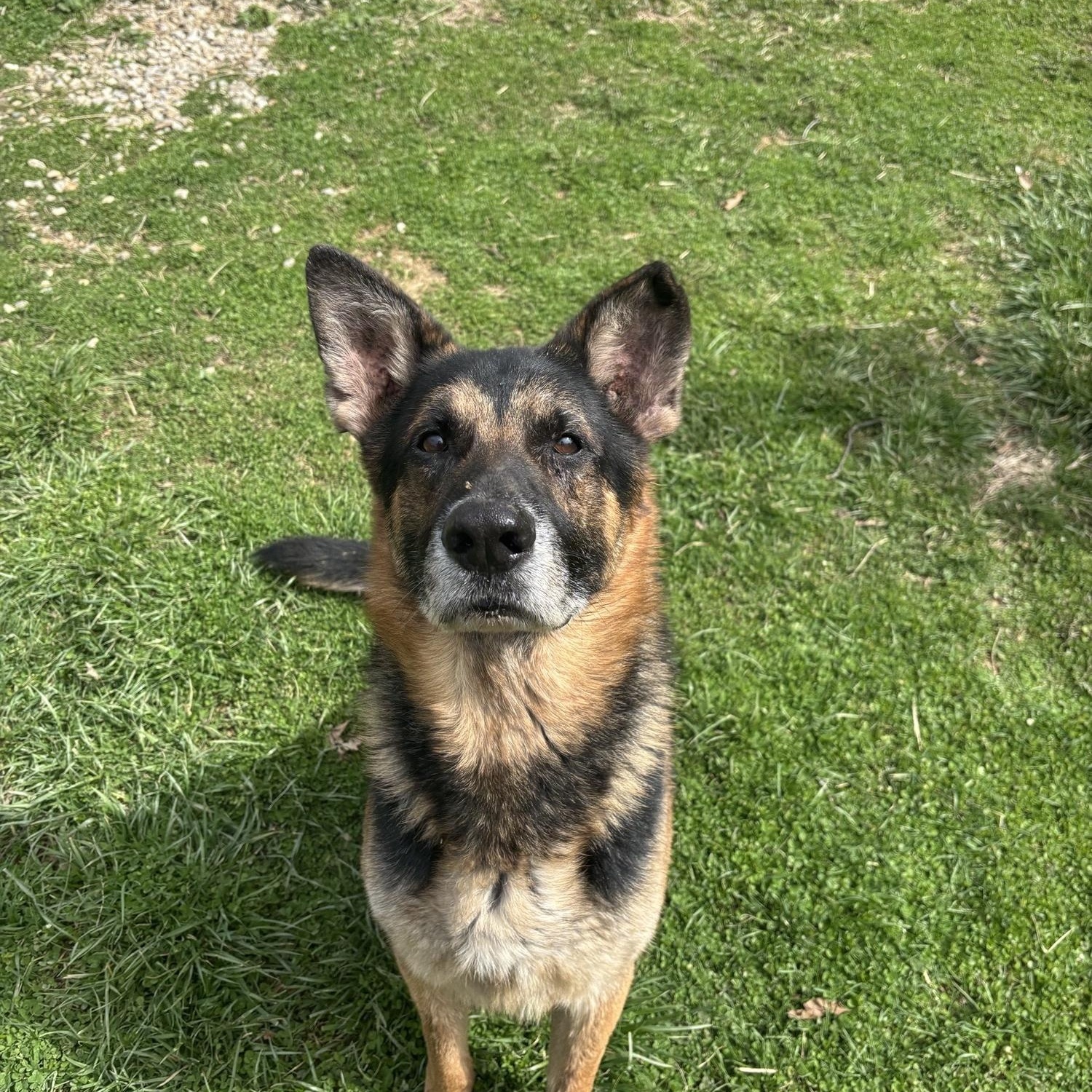 Enlarge Hank, a ADOPTABLE German Shepherd Dog in Circleville, OH image 1/1