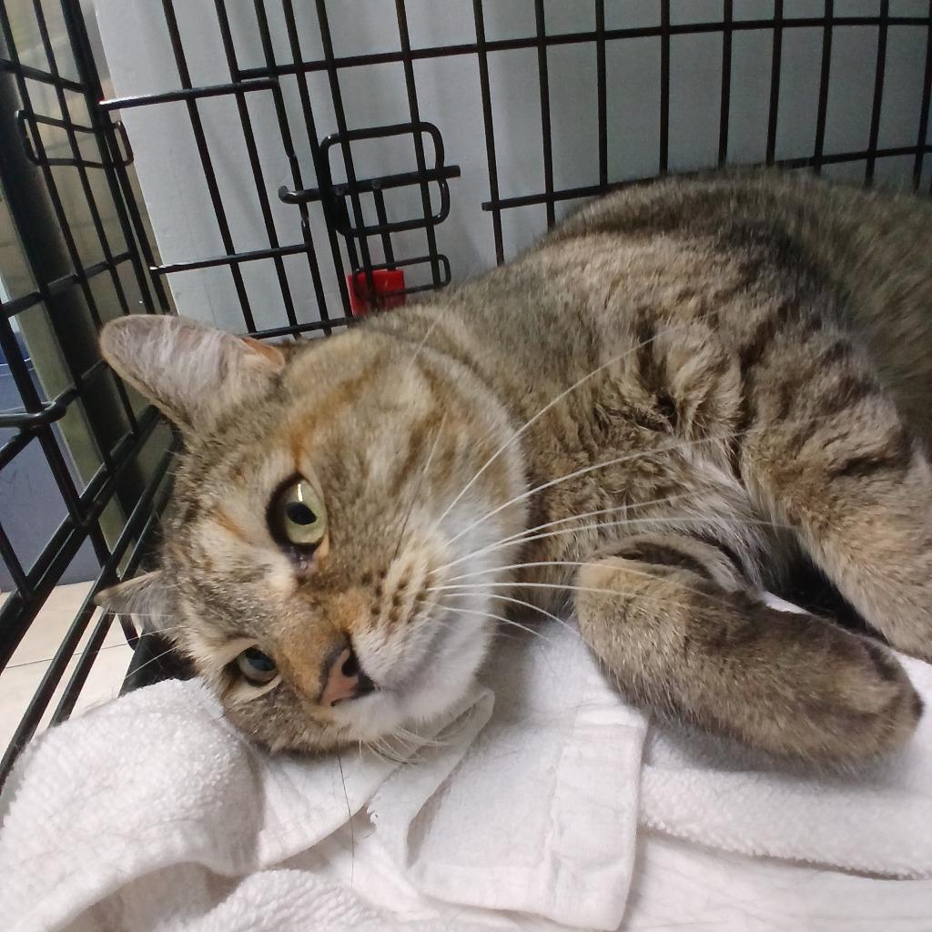 Enlarge Tabitha, a Adoptable mixed breed in Fall River, MA image 1/5