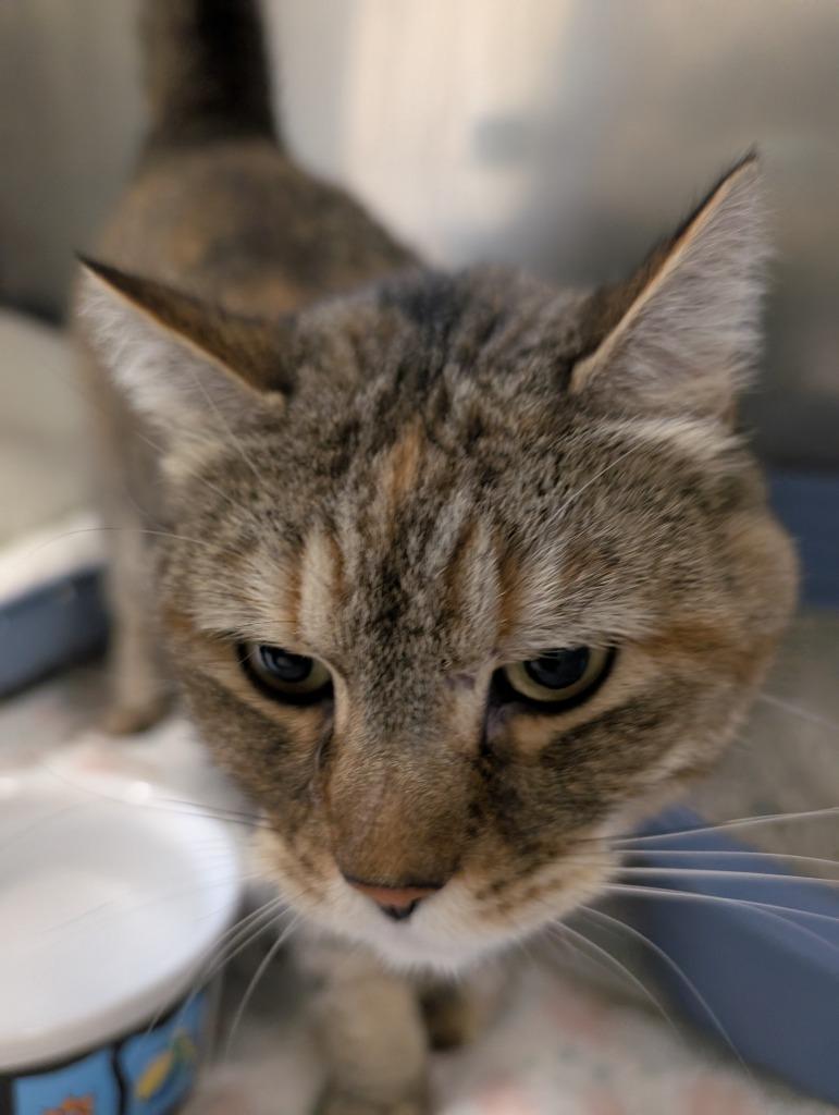 Enlarge Tabitha, a Adoptable mixed breed in Fall River, MA image 1/5