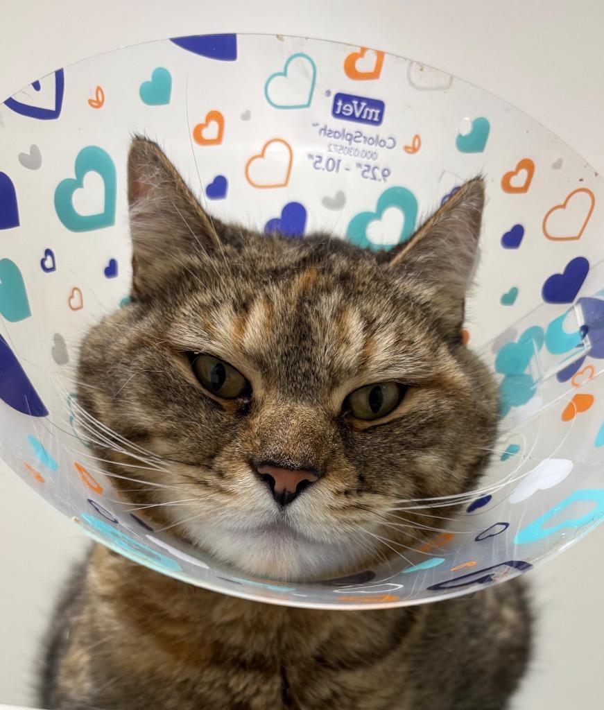 Tabitha, a Adoptable mixed breed in Fall River, MA image 2/5