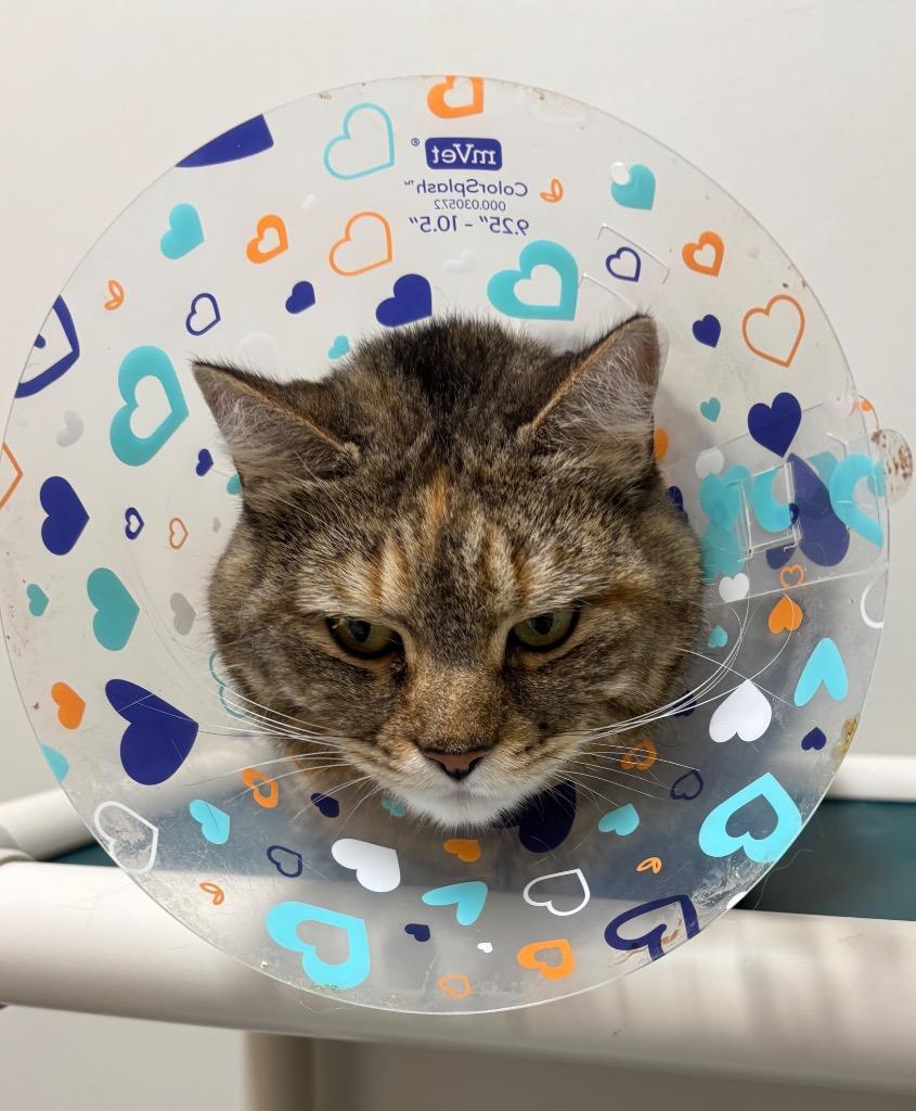 Enlarge Tabitha, a Adoptable mixed breed in Fall River, MA image 2/5