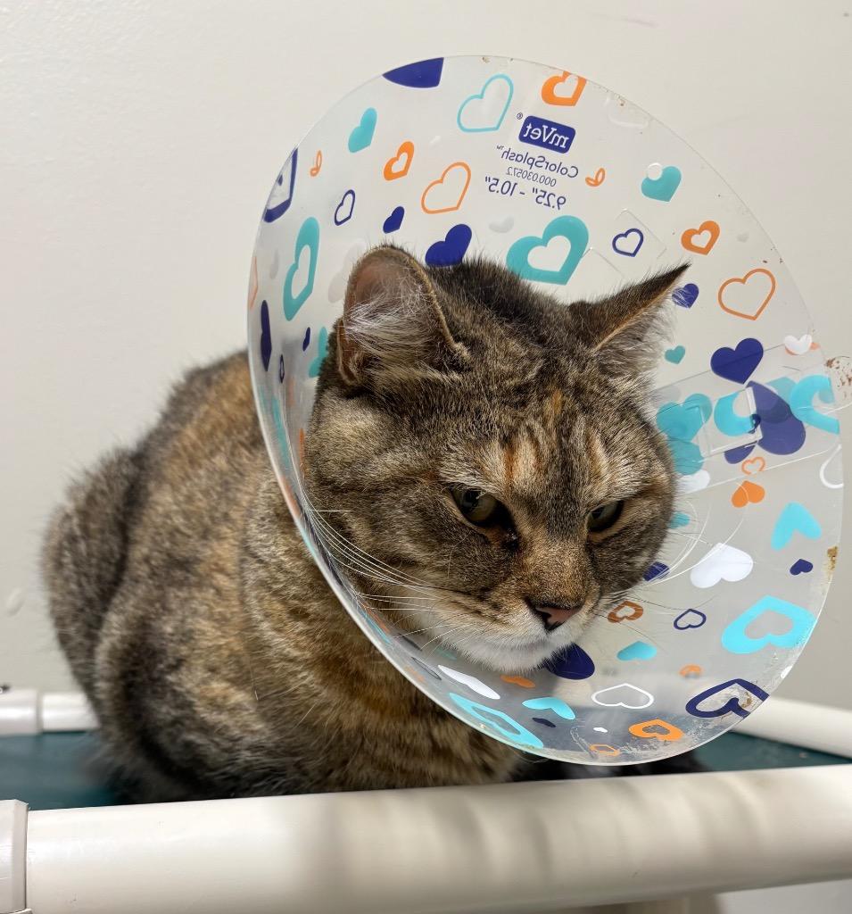 Enlarge Tabitha, a Adoptable mixed breed in Fall River, MA image 3/5