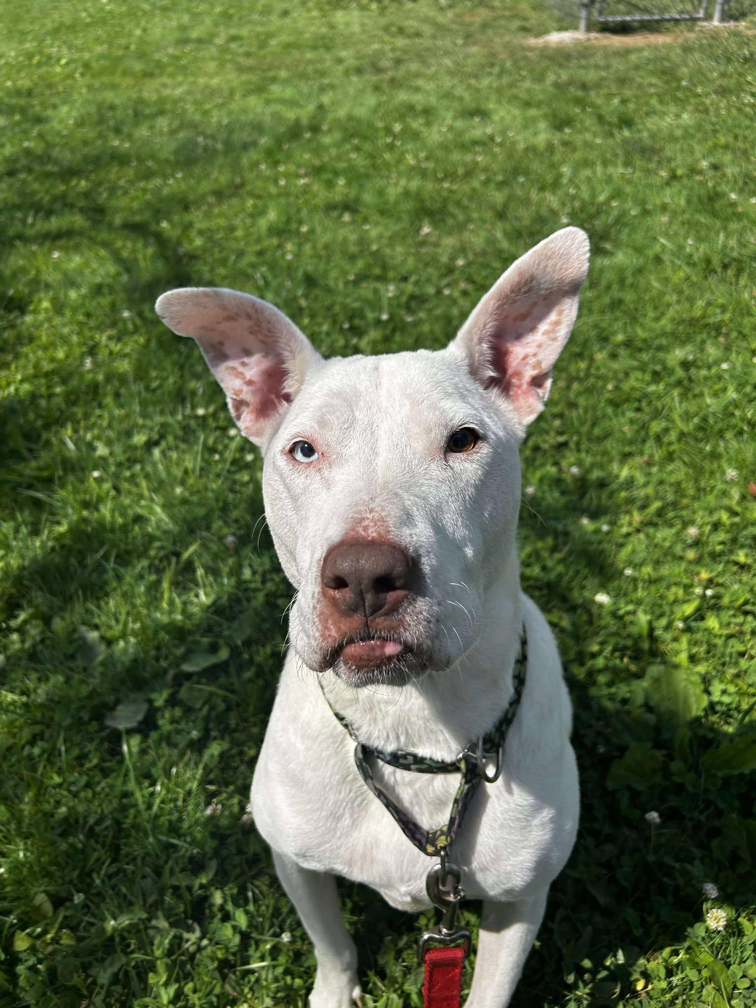 Ravenna, Adoptable, Adult Female Bull Terrier & American Bulldog.