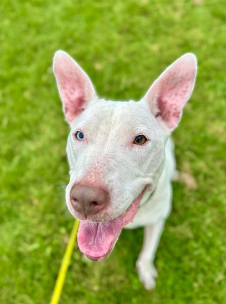Ravenna, a Adoptable mixed breed in Brunswick, OH image 2/6
