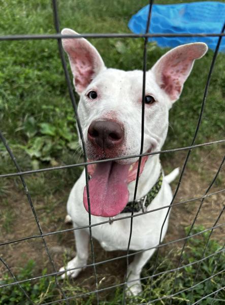 Ravenna, a Adoptable mixed breed in Brunswick, OH image 4/6