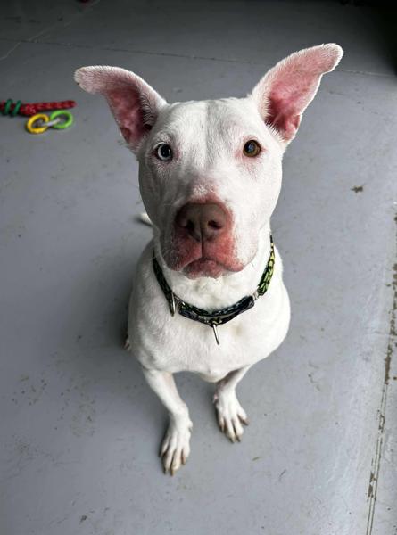 Ravenna, a Adoptable mixed breed in Brunswick, OH image 5/6