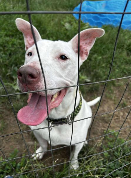 Ravenna, a Adoptable mixed breed in Brunswick, OH image 6/6