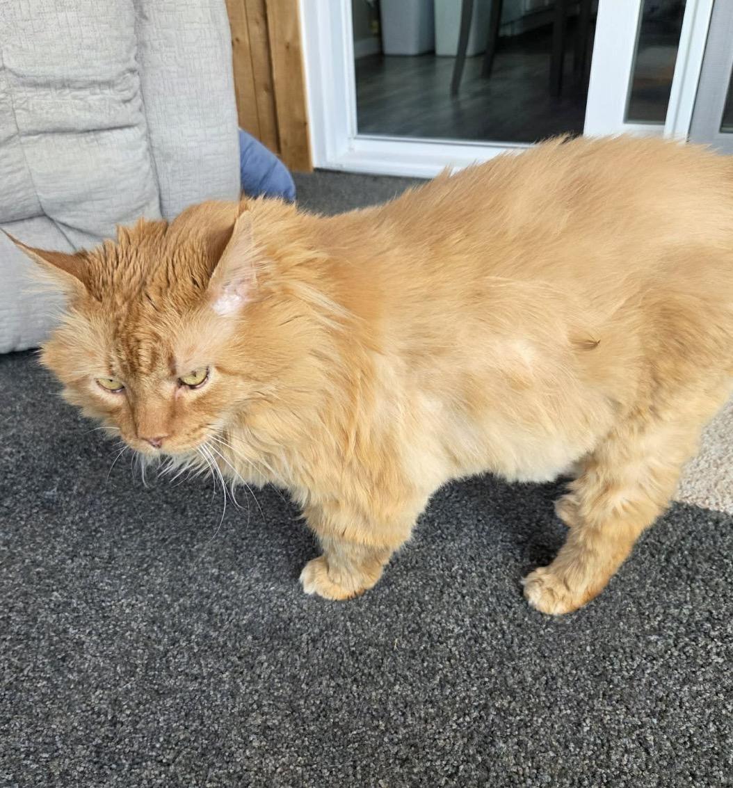 Bobby, a ADOPTABLE Domestic Long Hair in Maineville, OH image 3/4