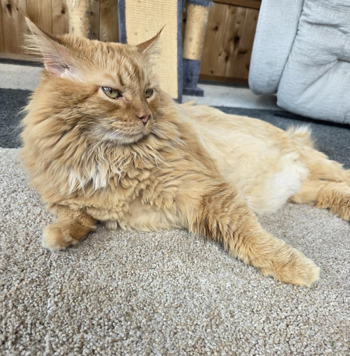 Bobby, a ADOPTABLE Domestic Long Hair in Maineville, OH image 4/4