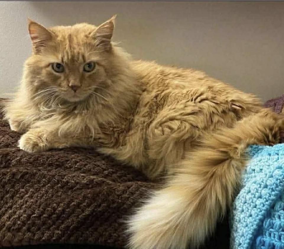 Bobby, ADOPTABLE, Senior Male Domestic Long Hair.