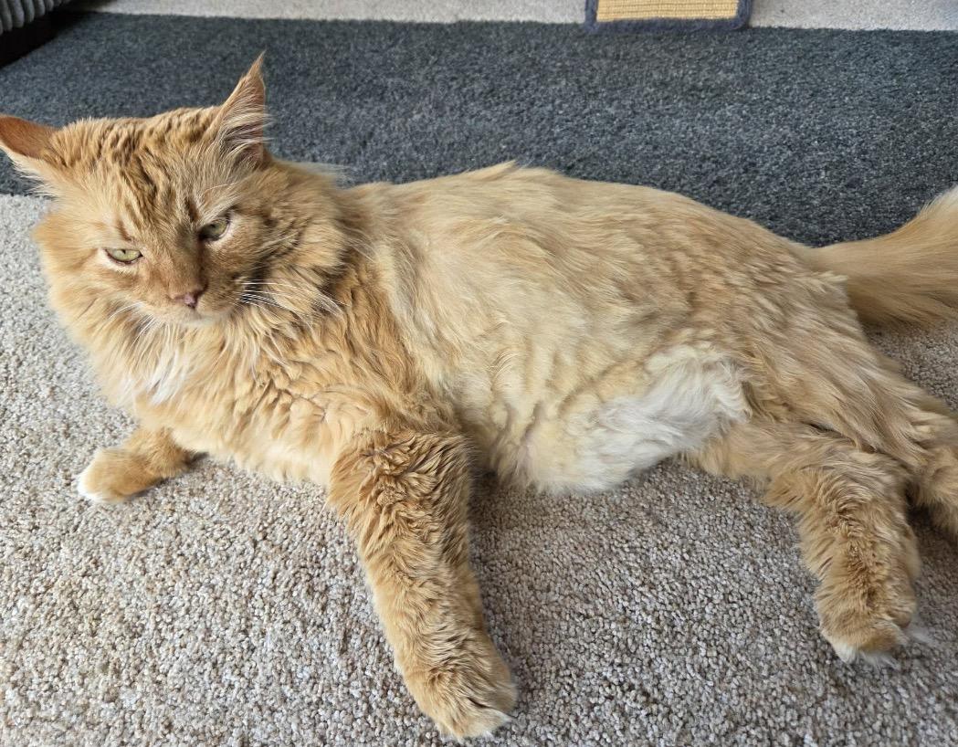 Bobby, a ADOPTABLE Domestic Long Hair in Maineville, OH image 2/4