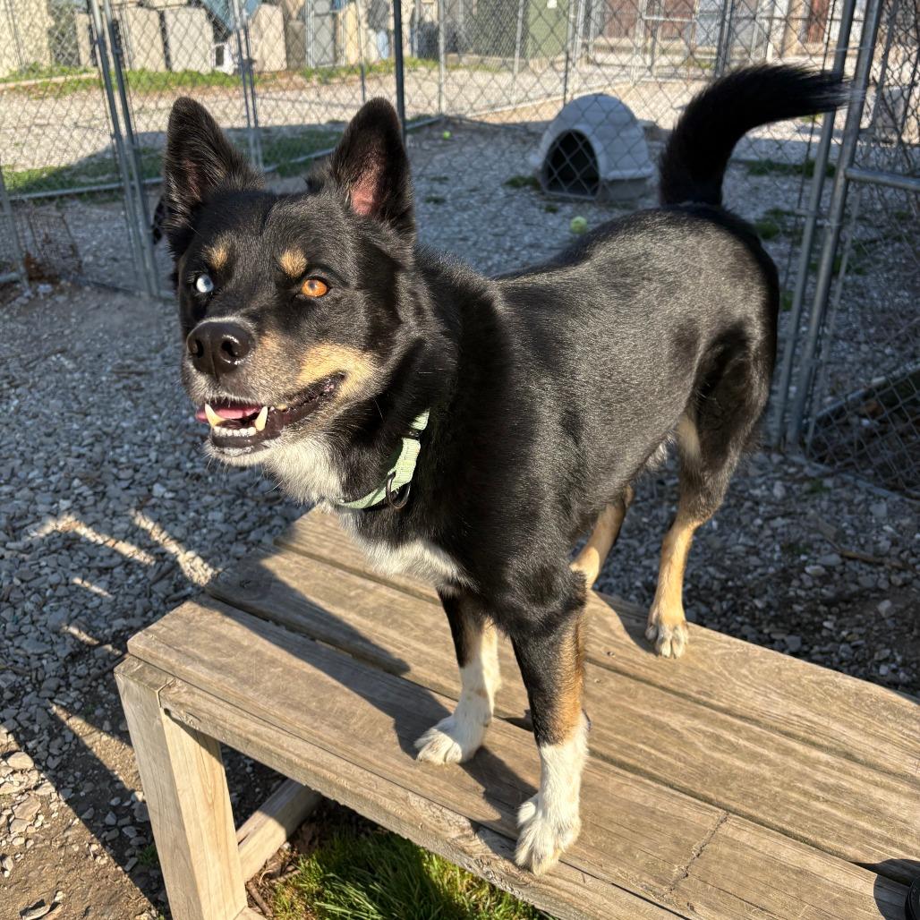 Leo, a Adoptable mixed breed in Columbia, MO image 1/6