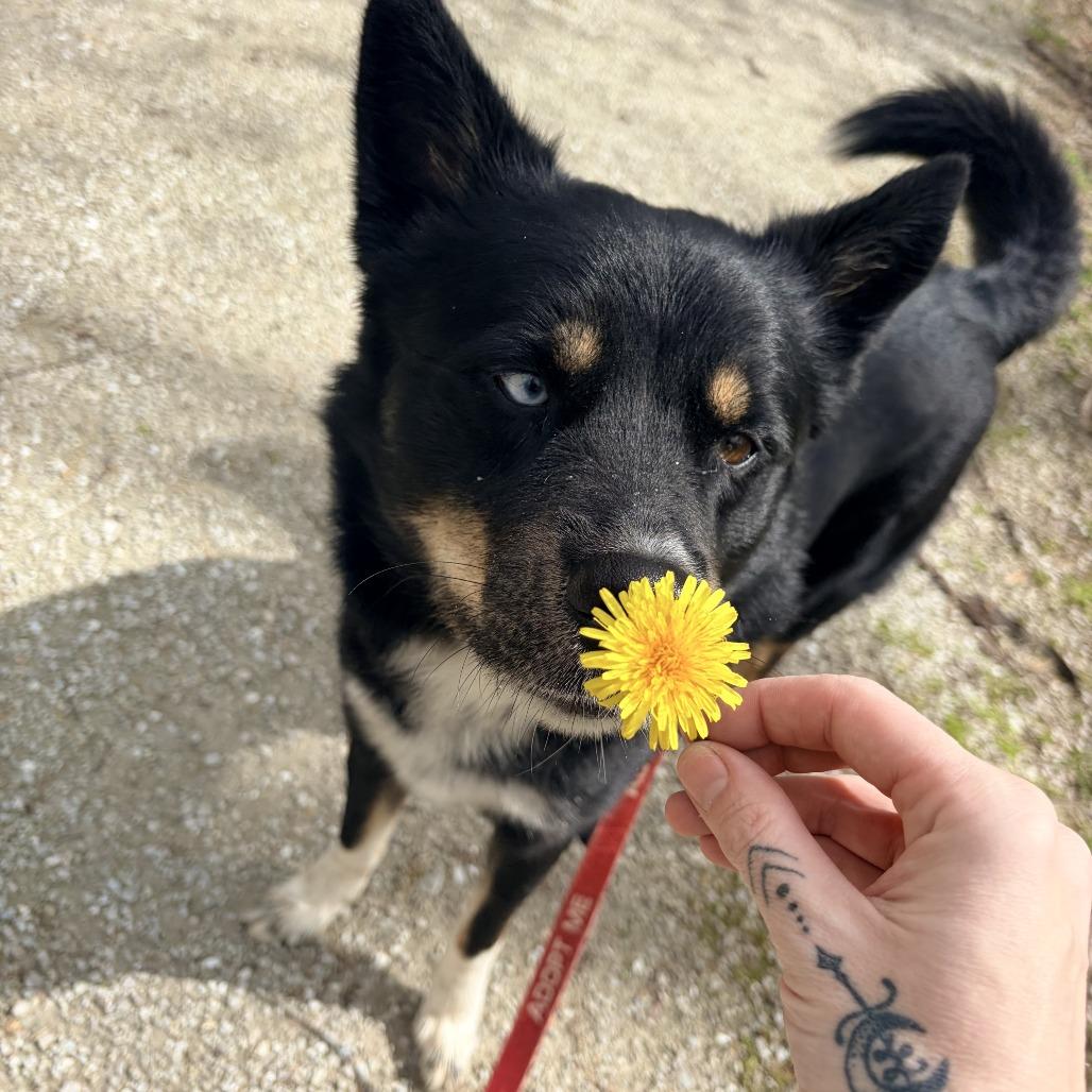 Leo, a Adoptable mixed breed in Columbia, MO image 2/6