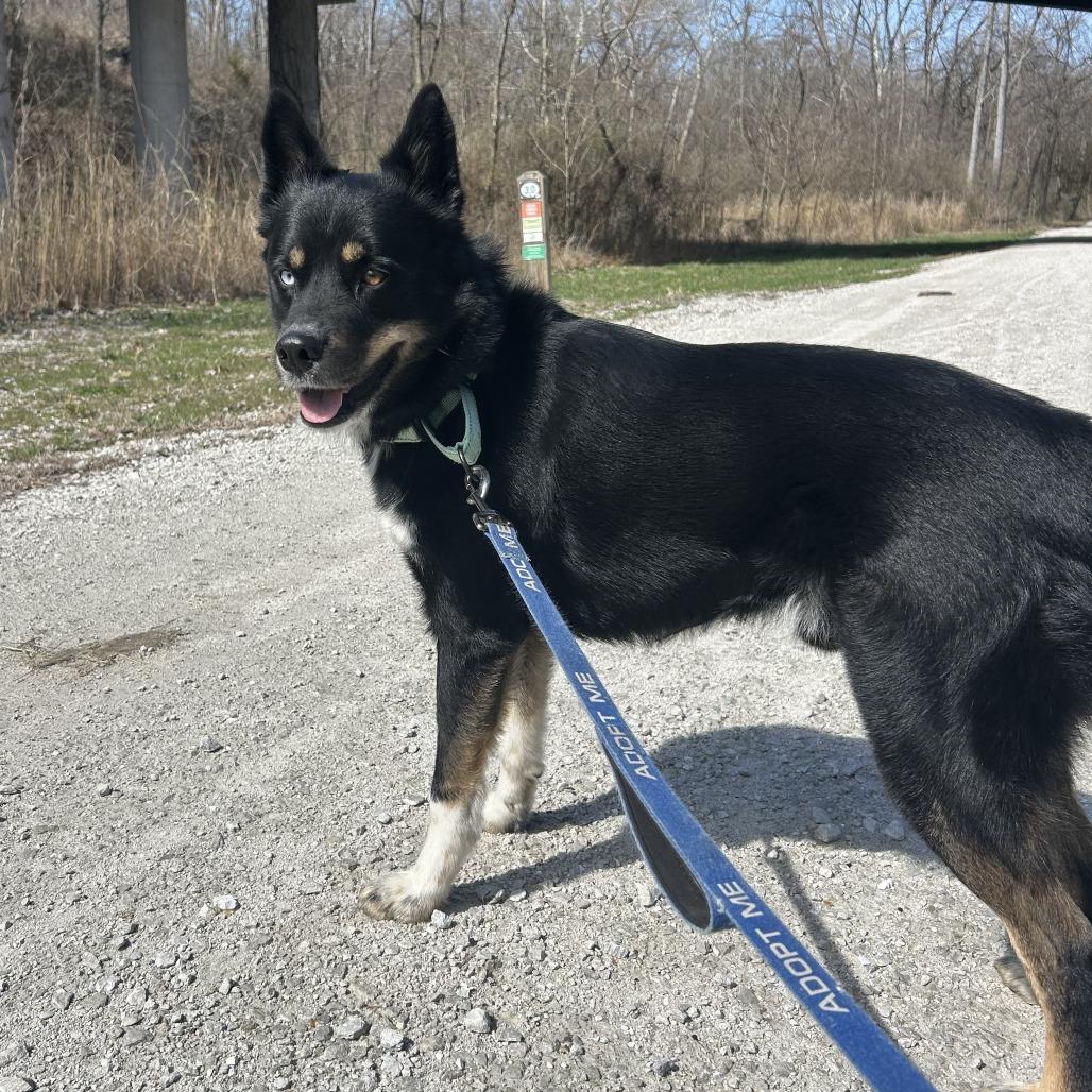 Leo, a Adoptable mixed breed in Columbia, MO image 3/6