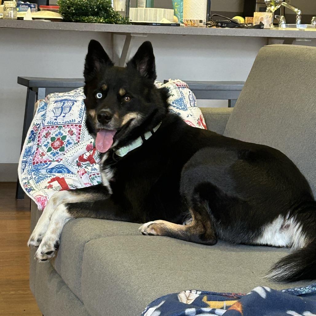 Leo, a Adoptable mixed breed in Columbia, MO image 4/6