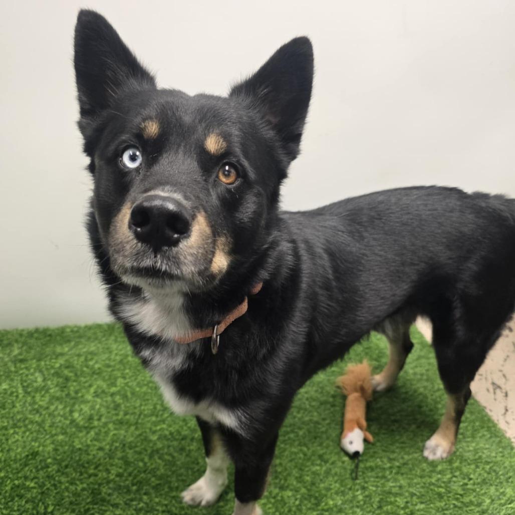 Leo, a Adoptable mixed breed in Columbia, MO image 5/6