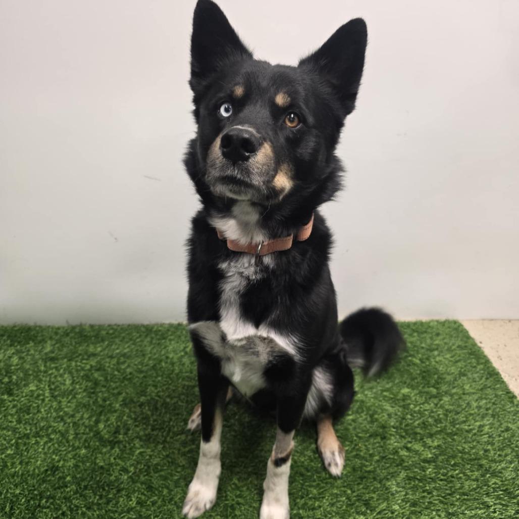 Leo, a Adoptable mixed breed in Columbia, MO image 6/6