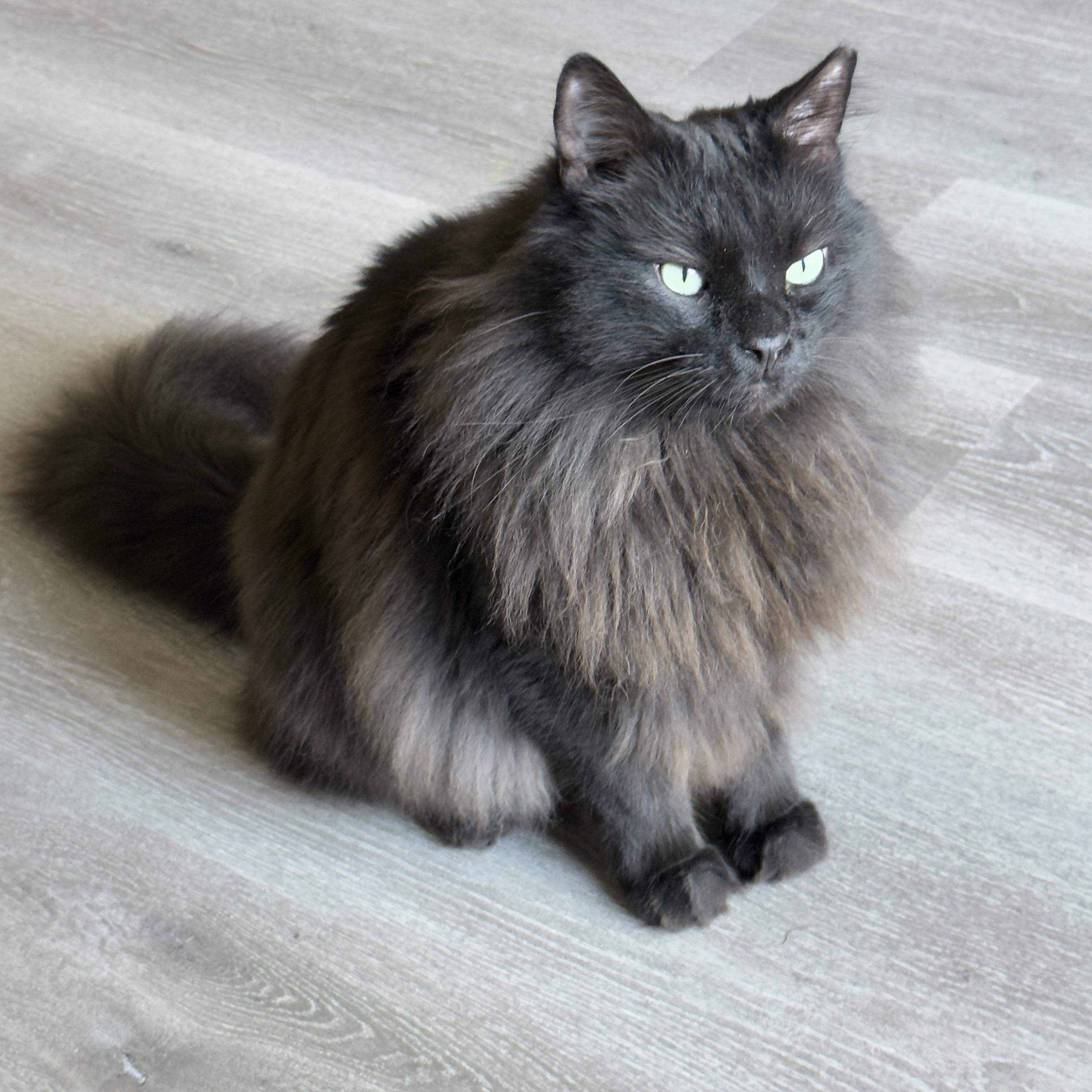 Superman, a ADOPTABLE Domestic Long Hair in Miami, FL image 2/4