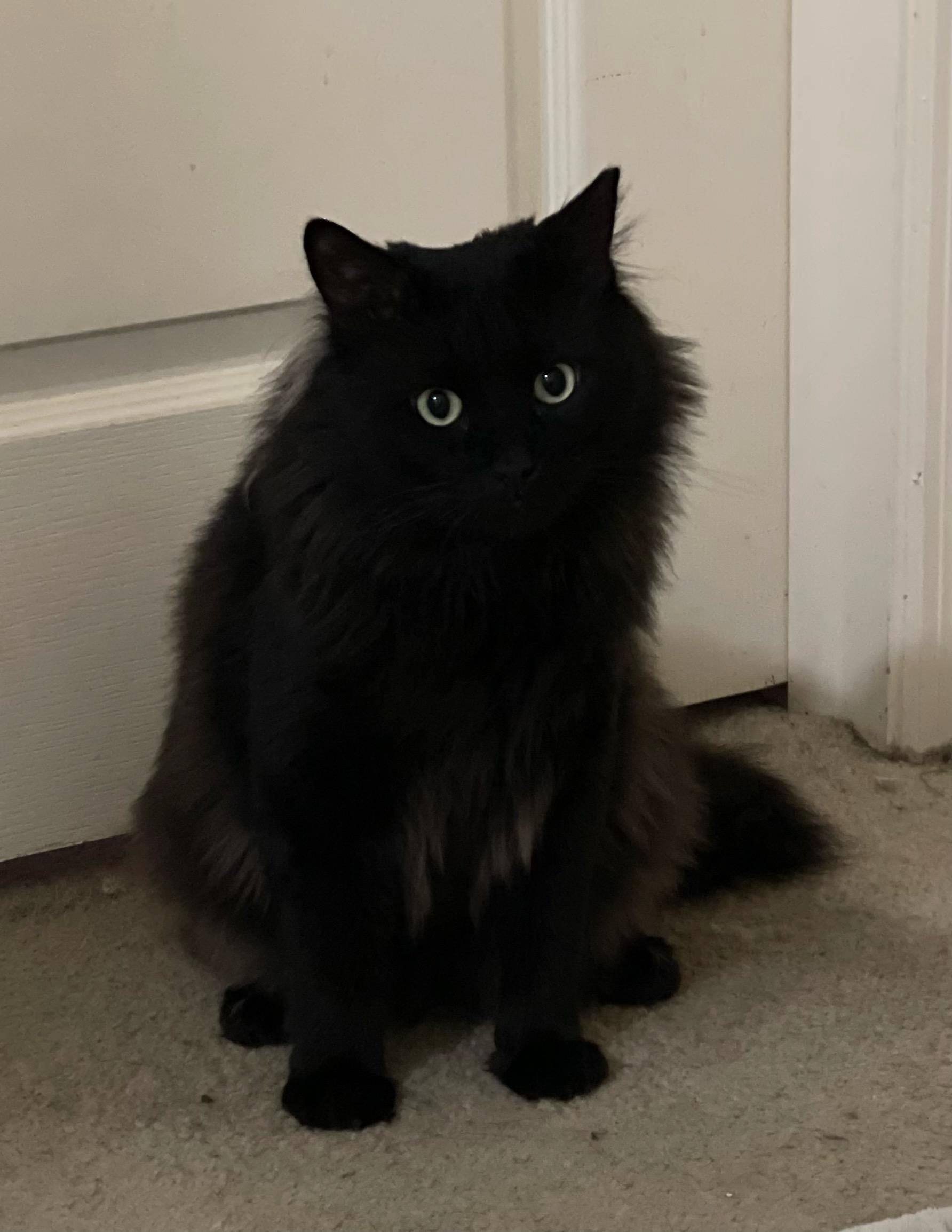 Superman, ADOPTABLE, Adult Male Domestic Long Hair.