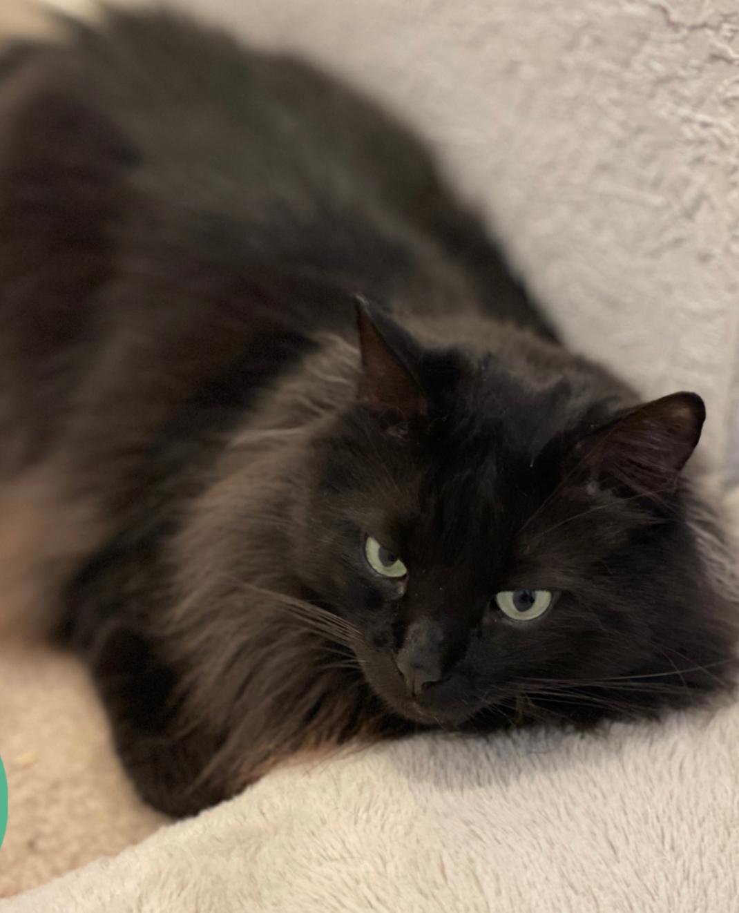 Superman, a ADOPTABLE Domestic Long Hair in Miami, FL image 4/4