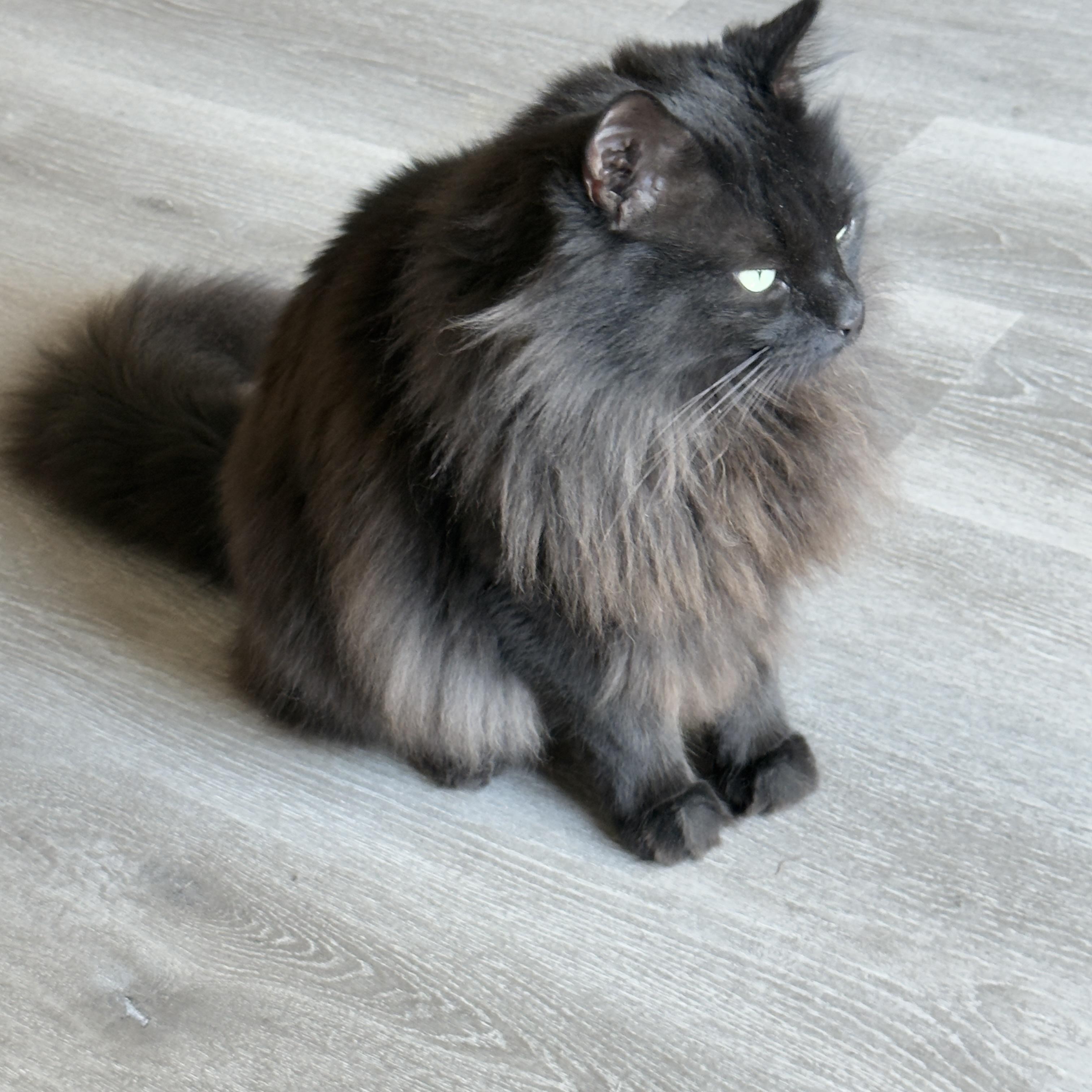 Superman, a ADOPTABLE Domestic Long Hair in Miami, FL image 3/4