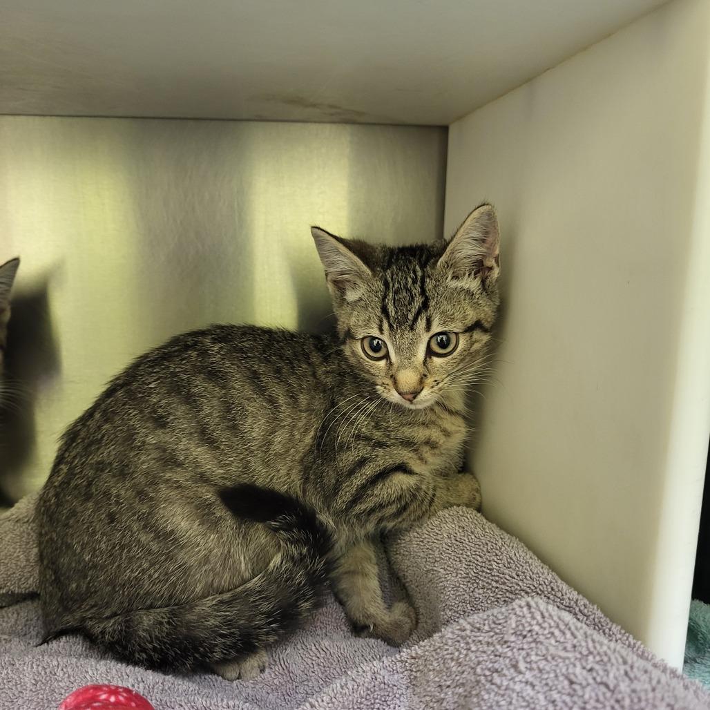 Enlarge Barney, a Adoptable Domestic Short Hair in West Plains, MO image 1/1