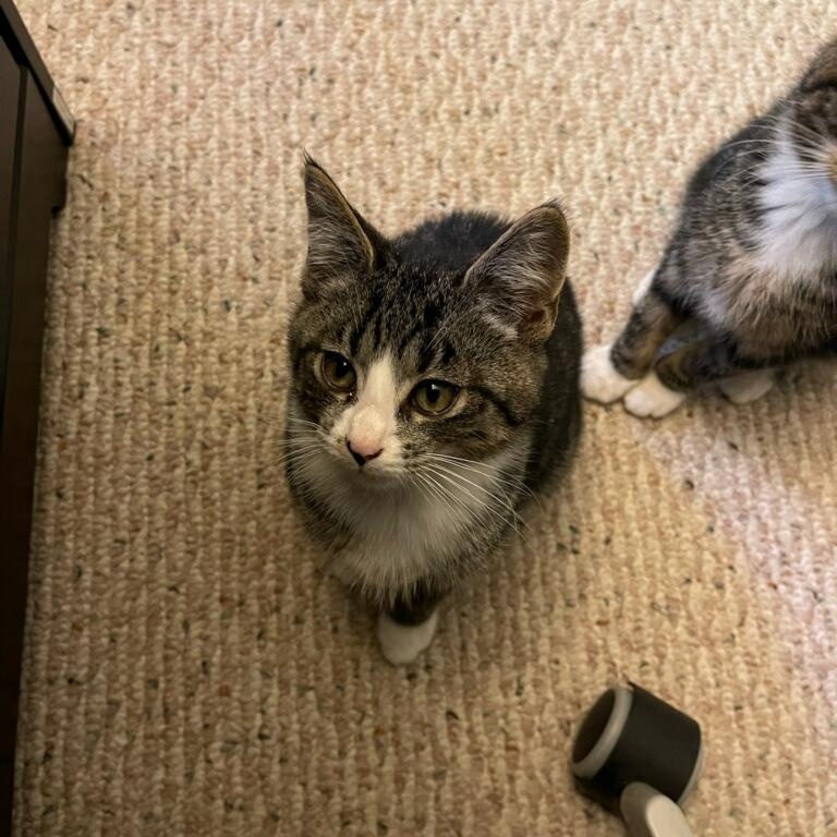 Marnie, Adoptable, Kitten Female Domestic Short Hair.