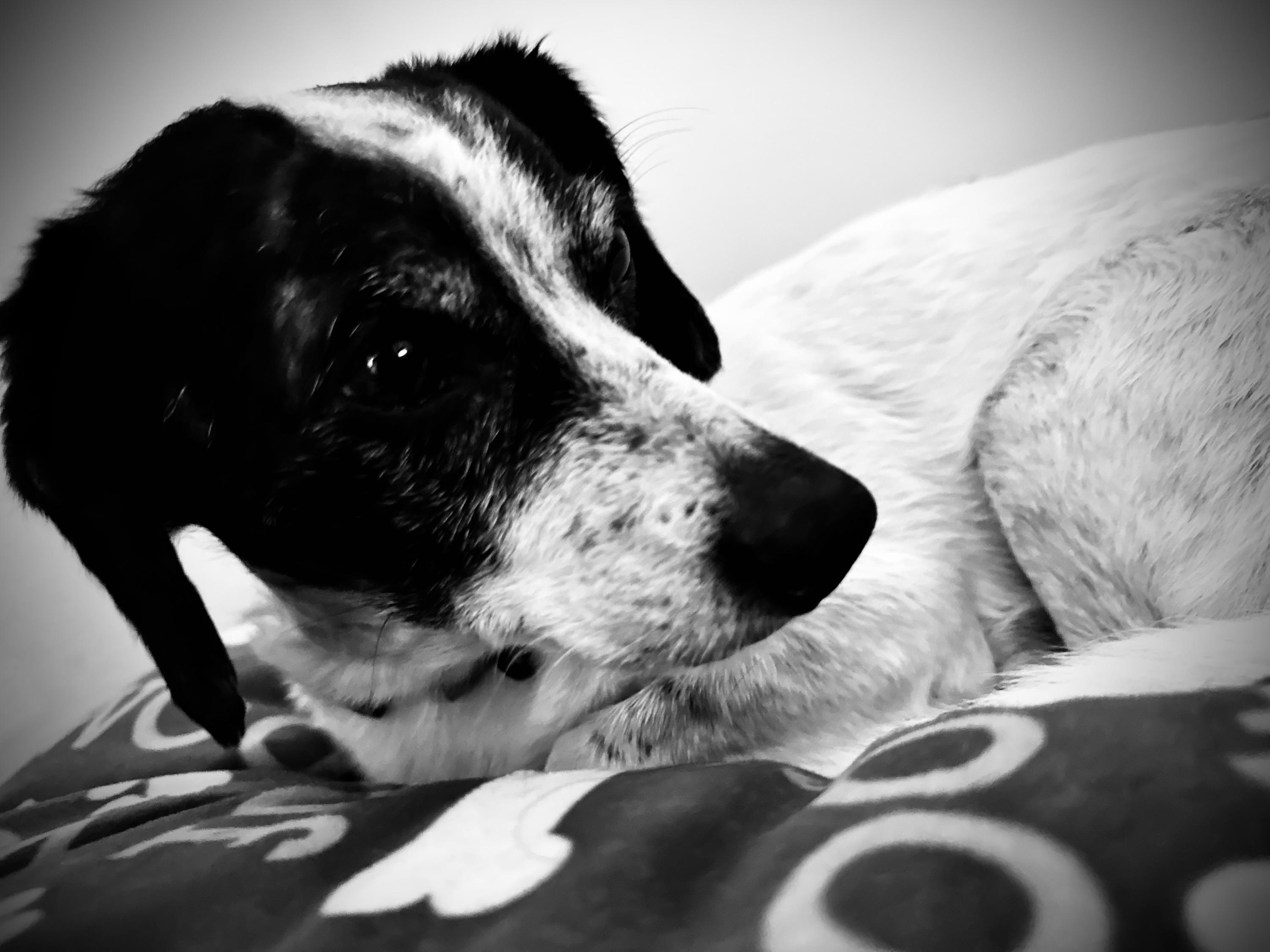 Mr. Noodle, ADOPTABLE, Young Male Jack Russell Terrier & Dachshund.