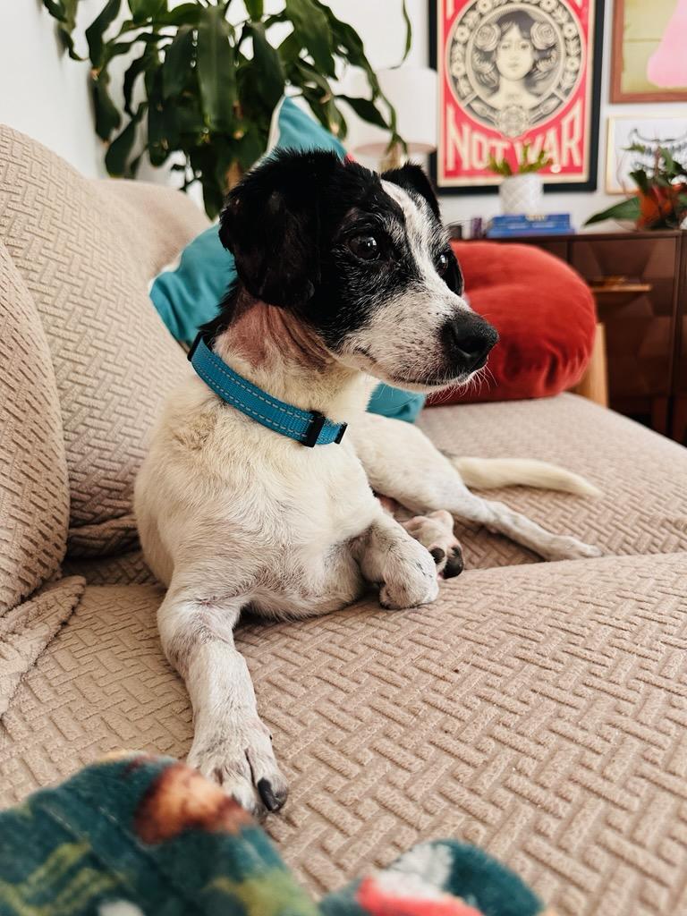 Enlarge Mr. Noodle, a ADOPTABLE mixed breed in Greenville, SC image 3/4