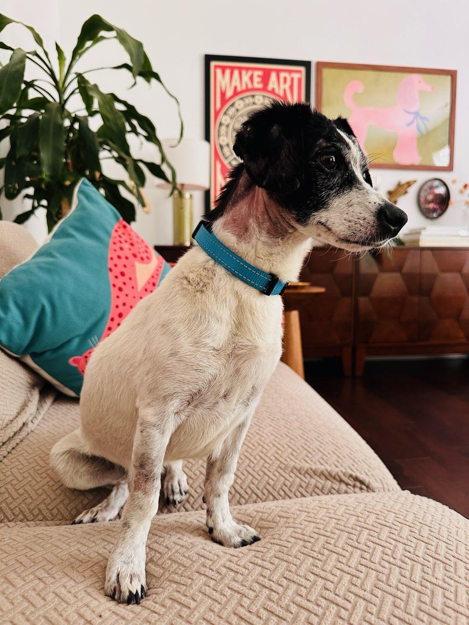 Enlarge Mr. Noodle, a ADOPTABLE mixed breed in Greenville, SC image 4/4